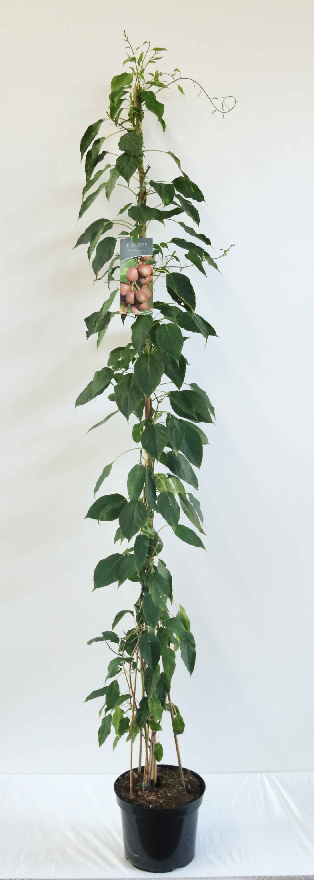 Actinidia arguta C7,5 (7,5 liters kruka) 100-150 cm