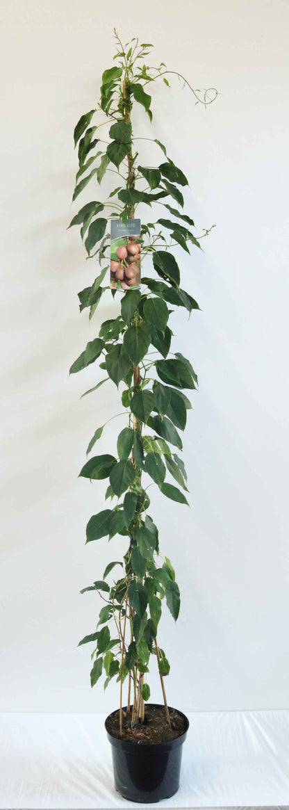 Actinidia arguta C7,5 (7,5 liters kruka) 100-150 cm