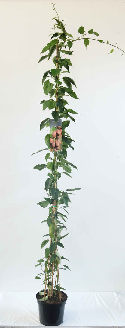 Actinidia arguta C7,5 (7,5 liters kruka) 150-200 cm