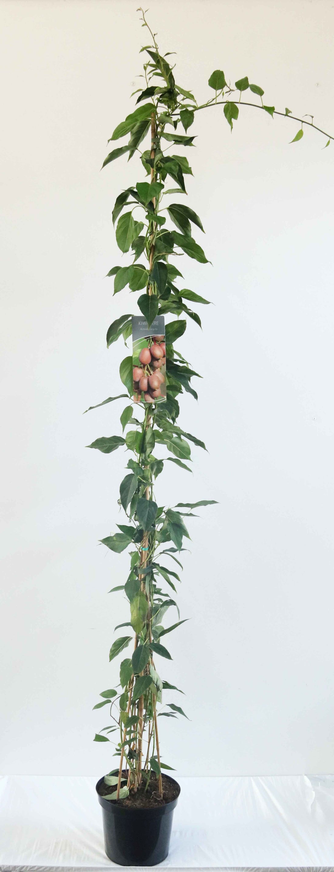 Actinidia arguta C7,5 (7,5 liters kruka) 150-200 cm