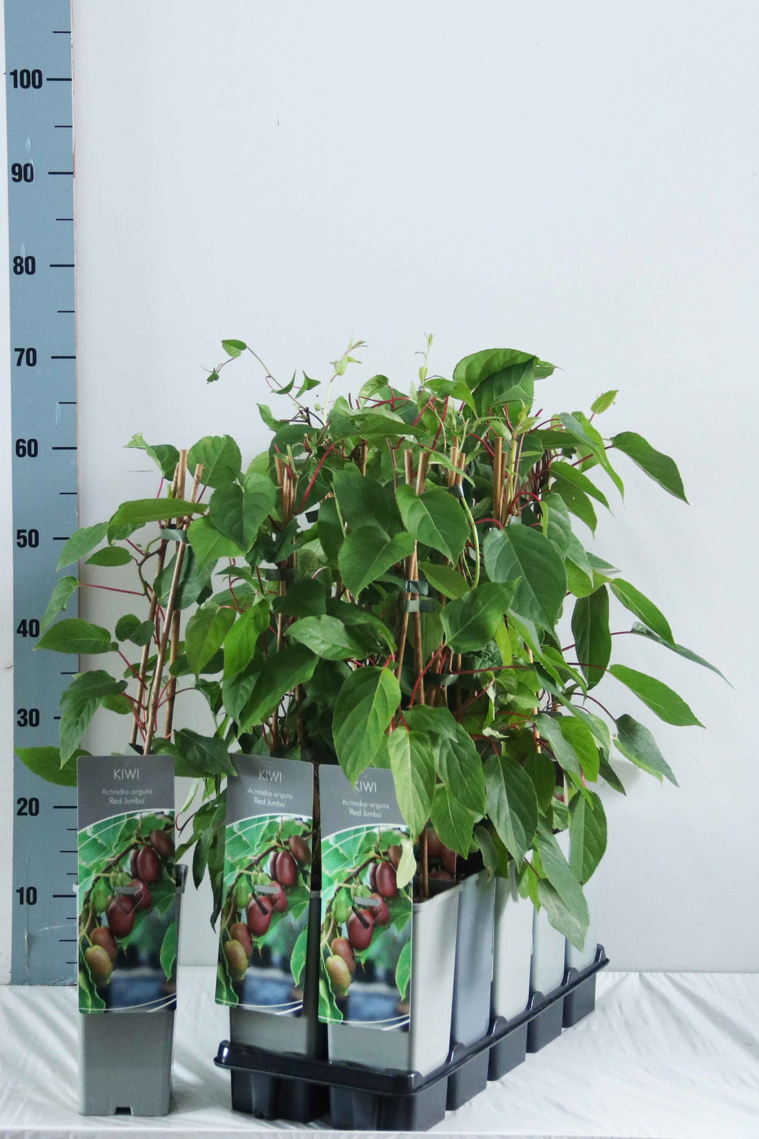 Actinidia arguta &