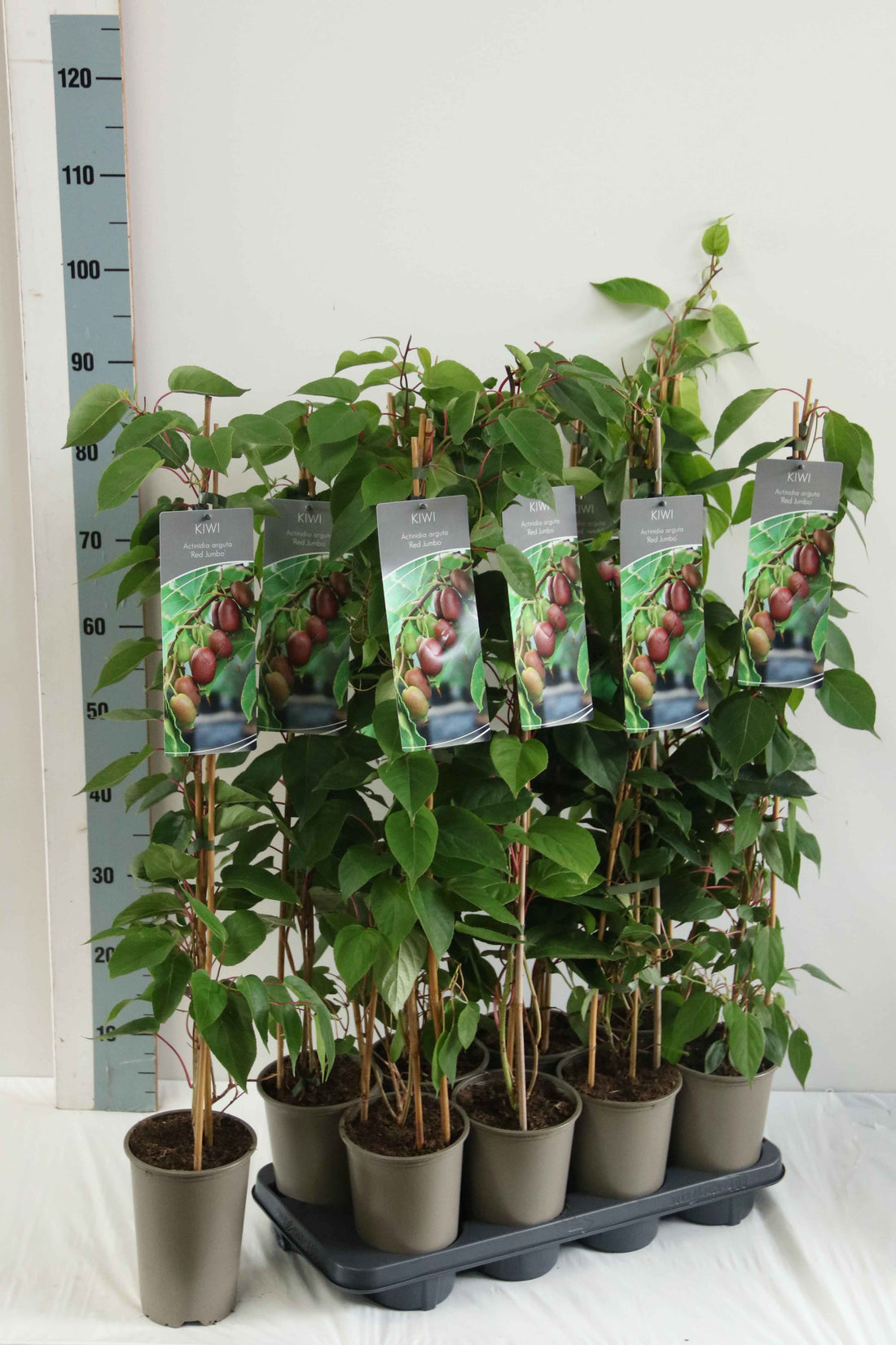 Actinidia arguta &