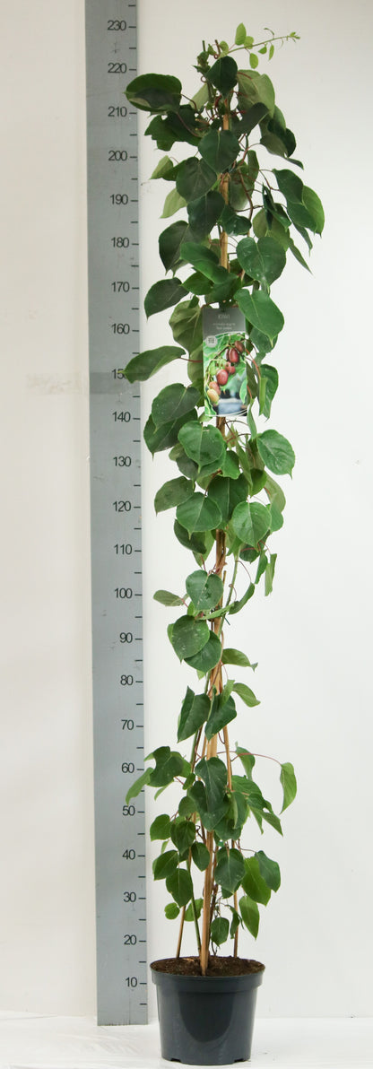 Actinidia arguta &
