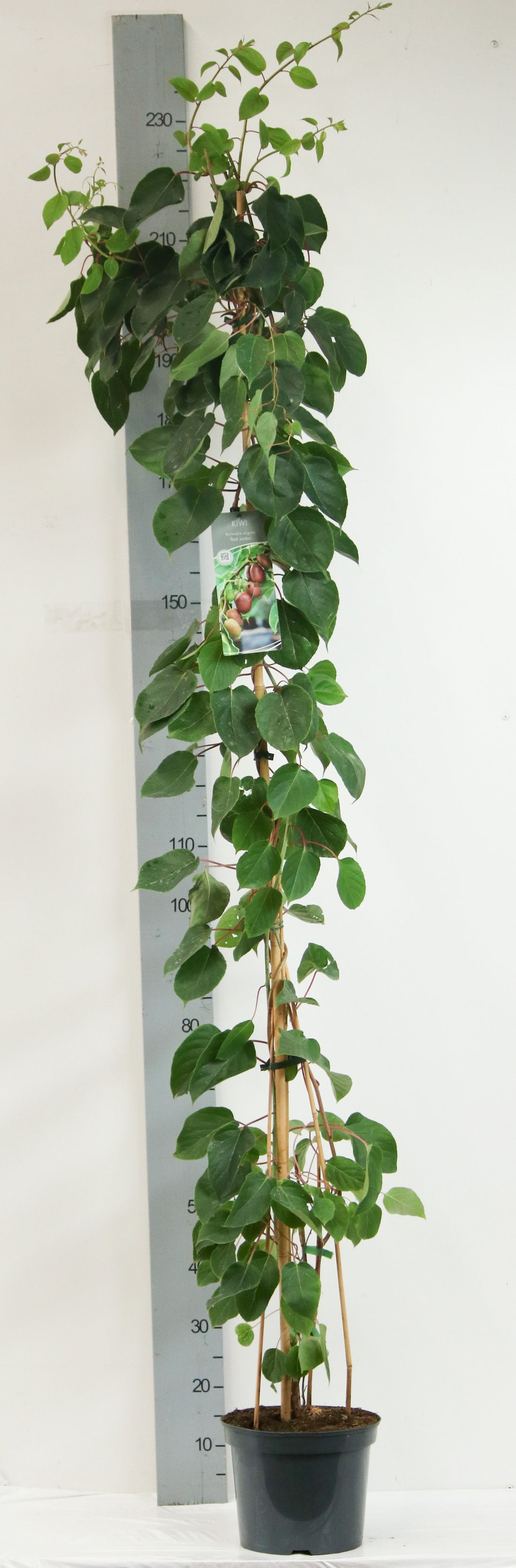 Actinidia arguta &