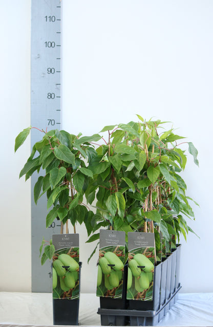 Actinidia arguta &