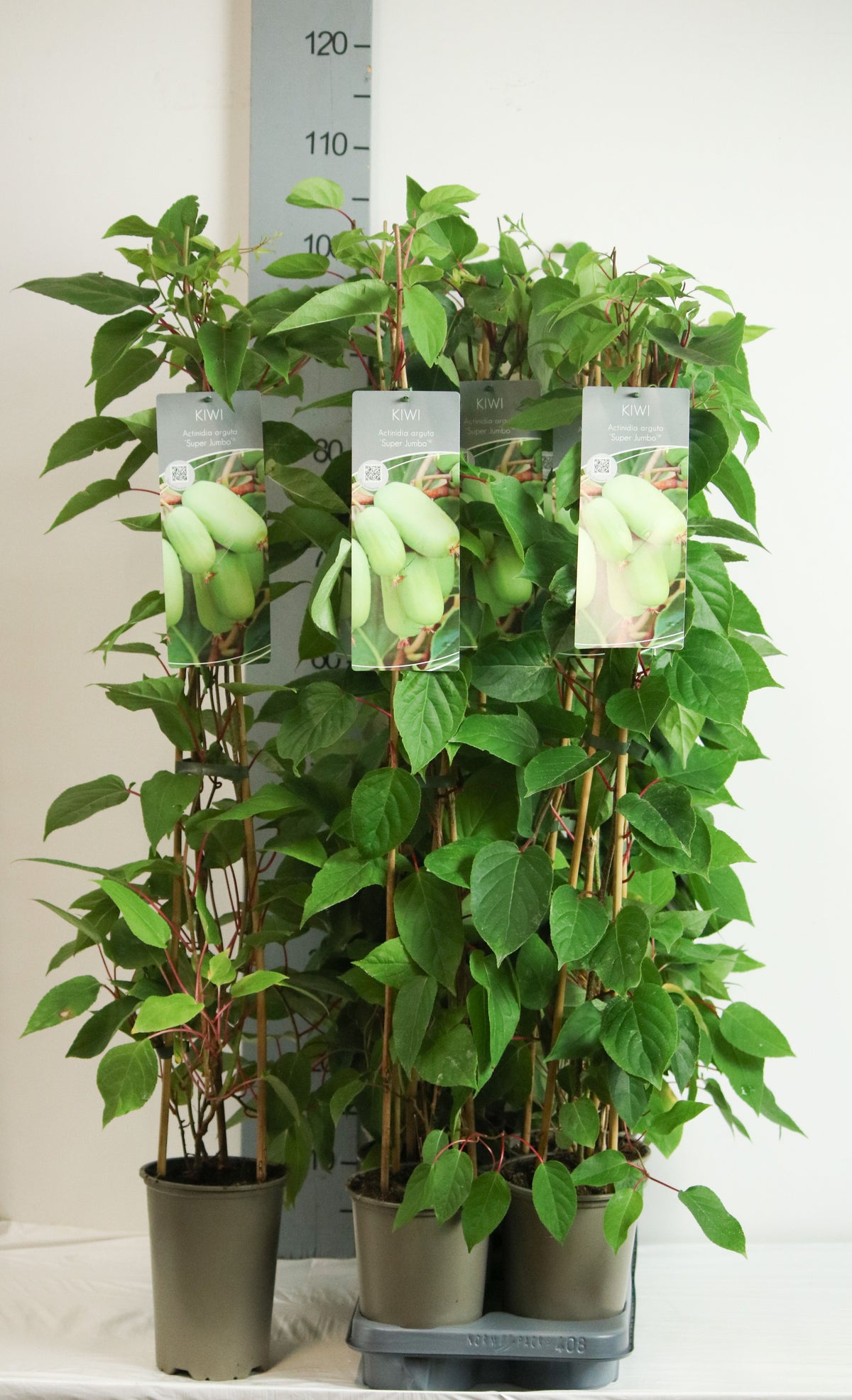 Actinidia arguta &