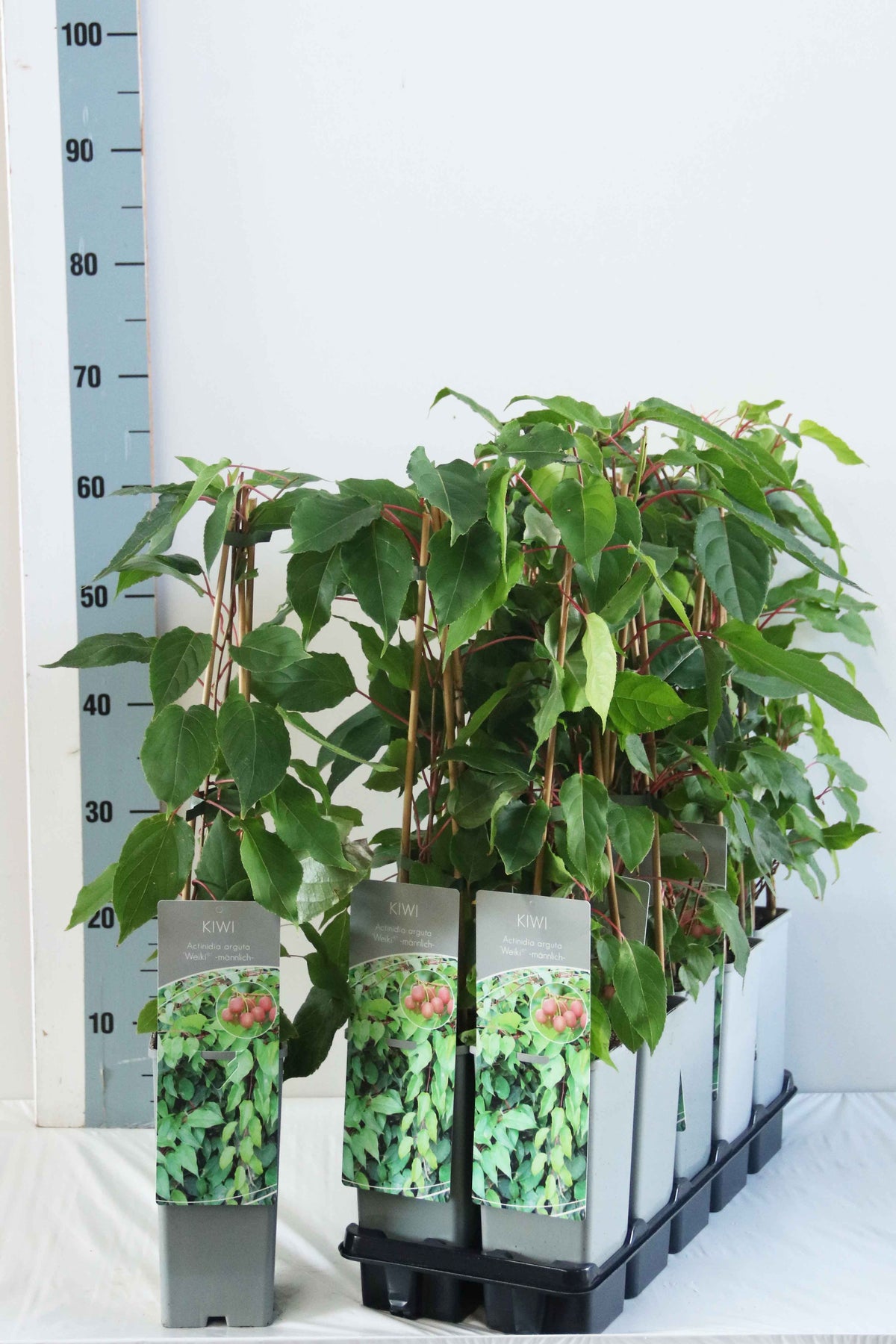 Actinidia arg. &