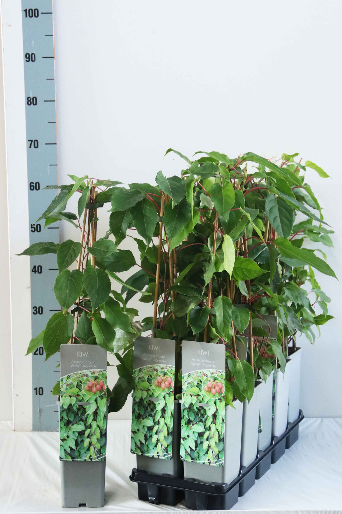 Actinidia arg. &