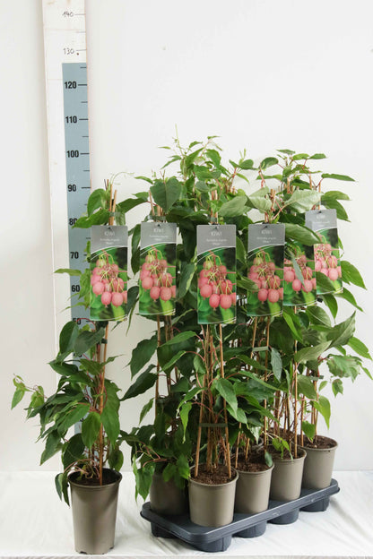 Actinidia arg. &