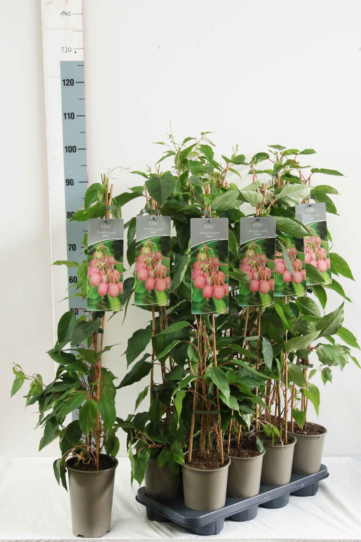 Actinidia arg. &