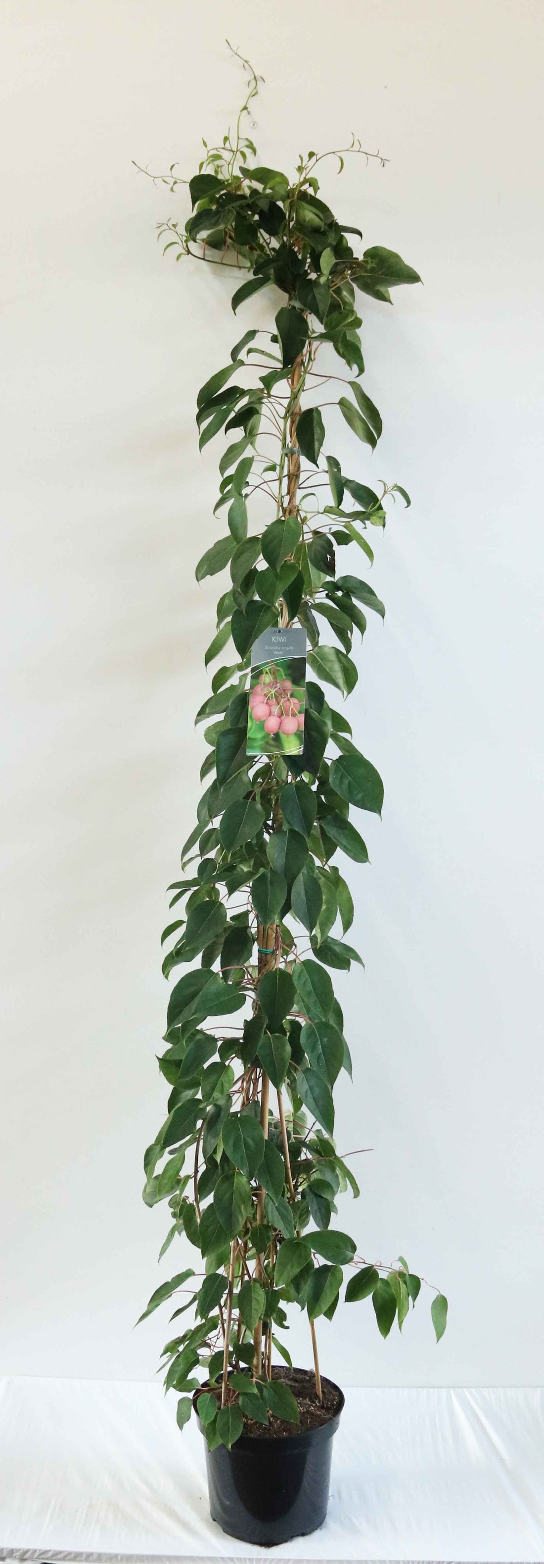 Actinidia arg. &