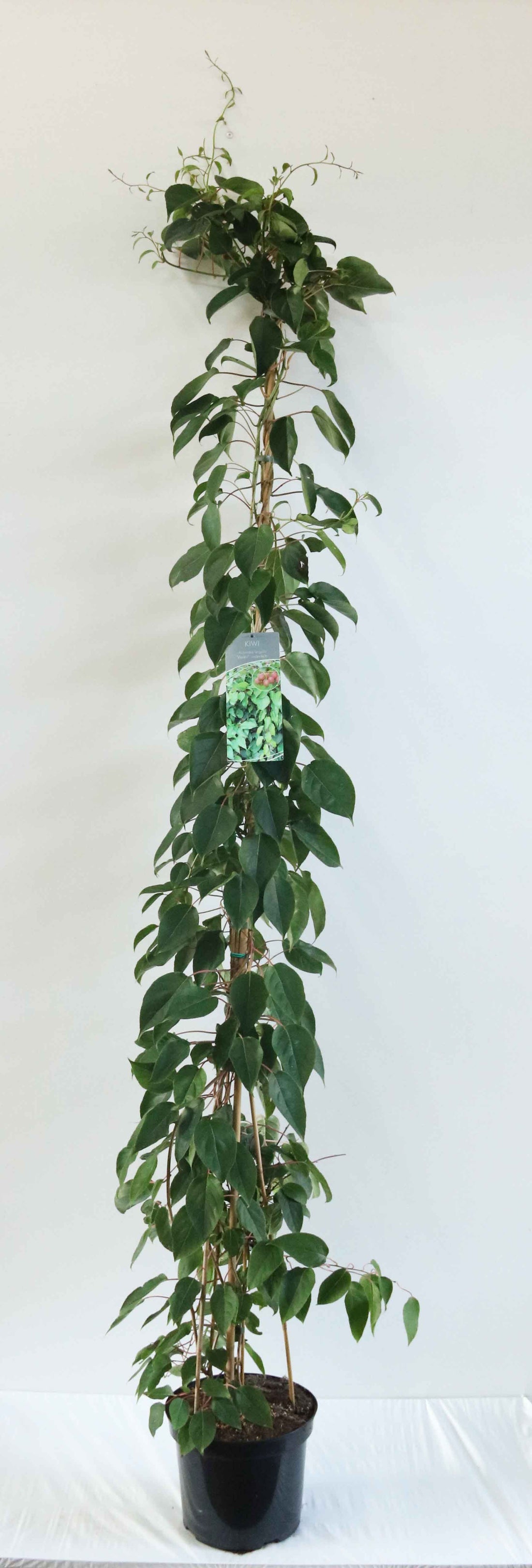 Actinidia arg. &