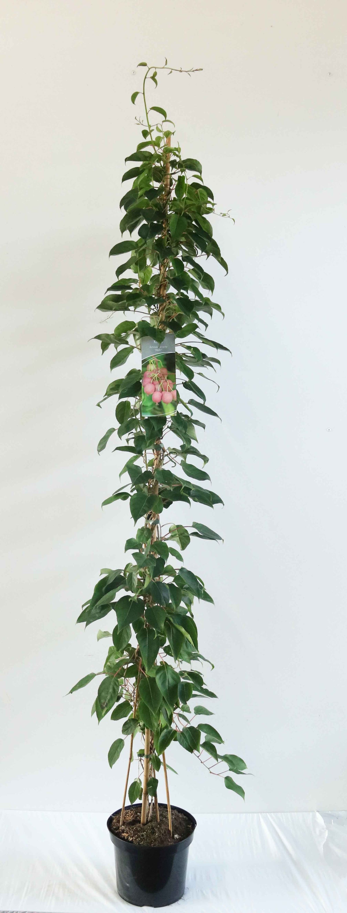Actinidia arg. &