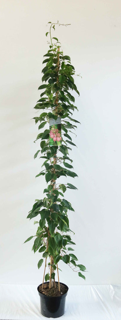 Actinidia arg. &