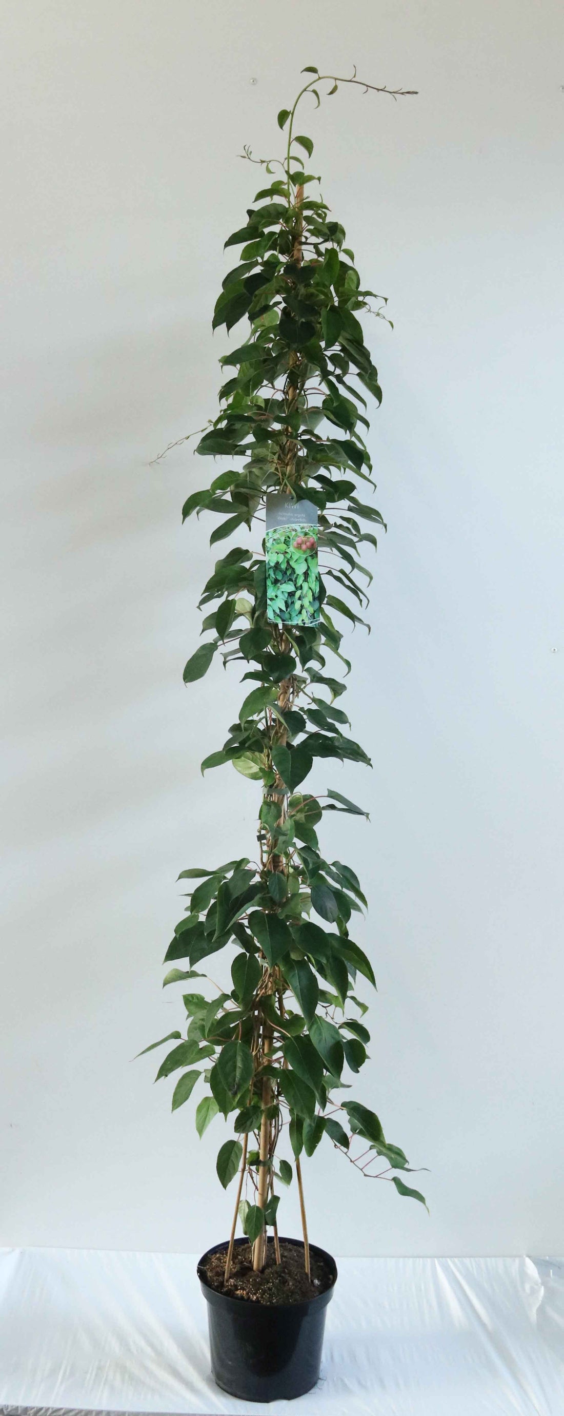 Actinidia arg. &