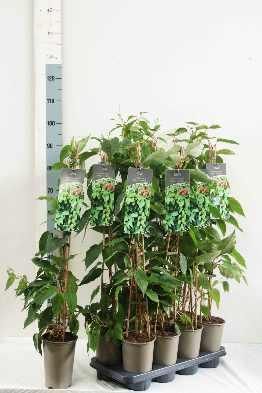 Actinidia arg. &