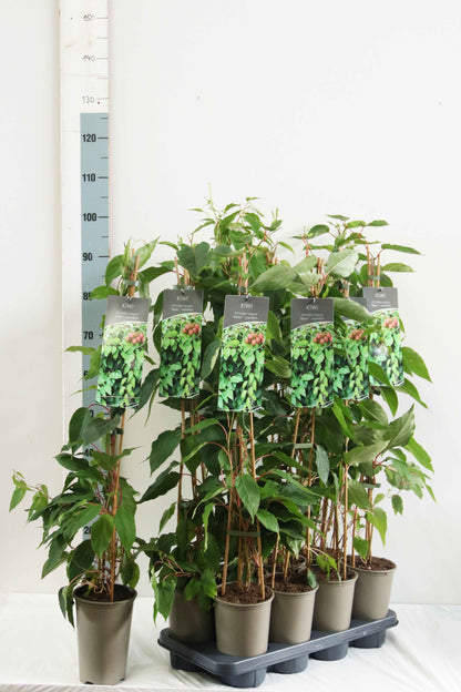 Actinidia arg. &