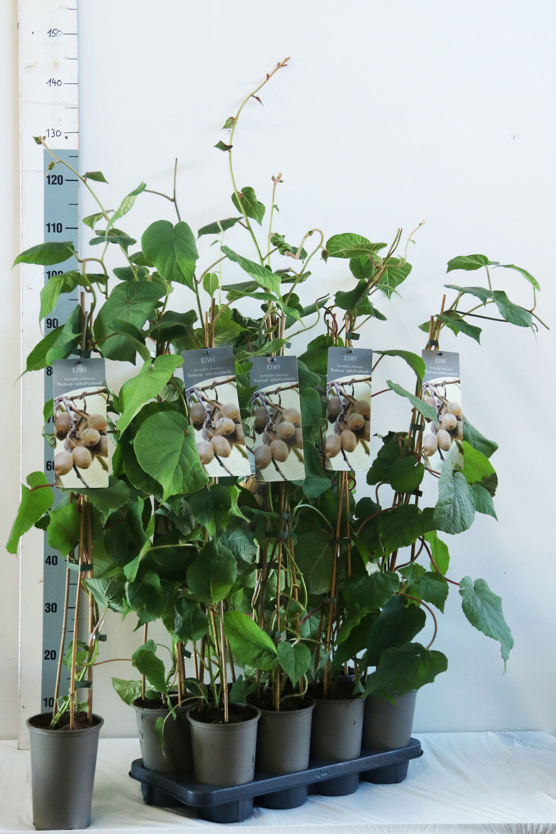 Actinidia delic. &
