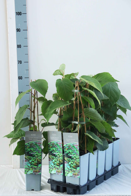 Actinidia del. (hanplanta) 40-60 cm C2 (2 liters kruka)