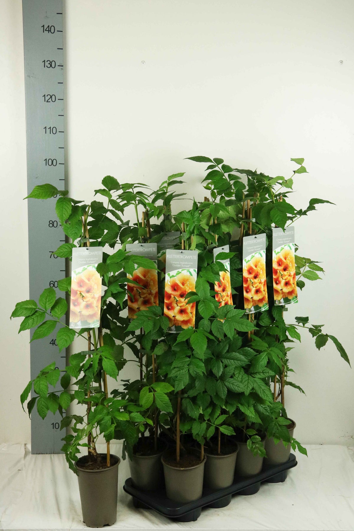 Actinidia del. (male) 60-100 cm 17 cm kruka 3-käpp