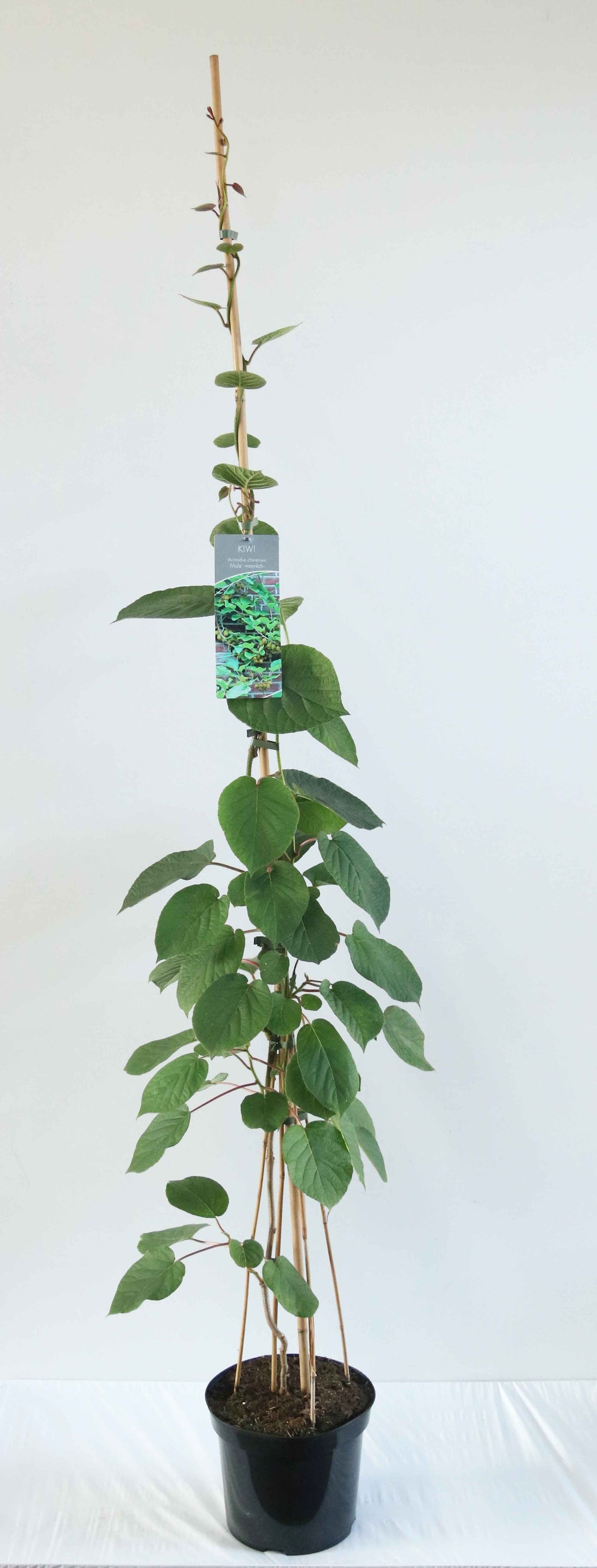 Actinidia del. (male) C7,5 (7,5 liters kruka) 100-150 cm