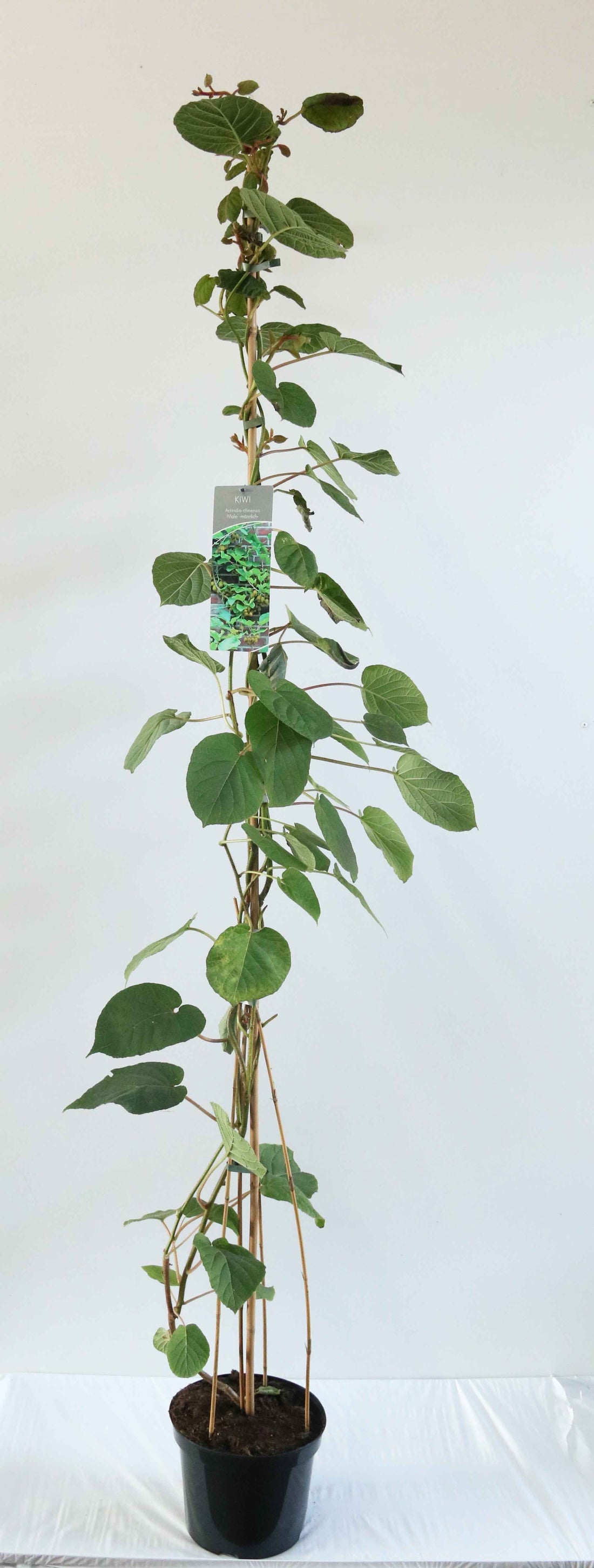 Actinidia del. (hanplanta) C7,5 (7,5 liters kruka) 150-200 cm