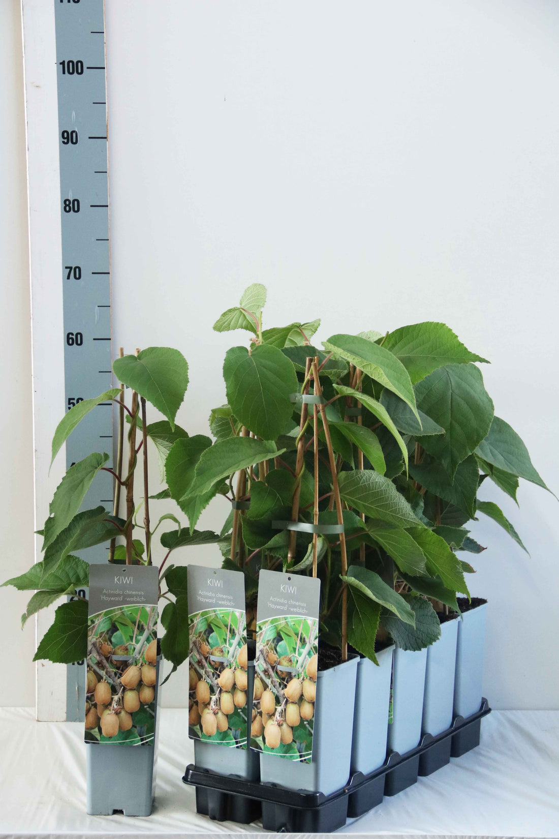 Actinidia delic. &