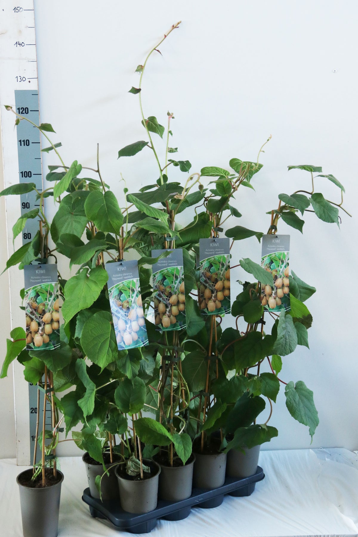 Actinidia delic. &