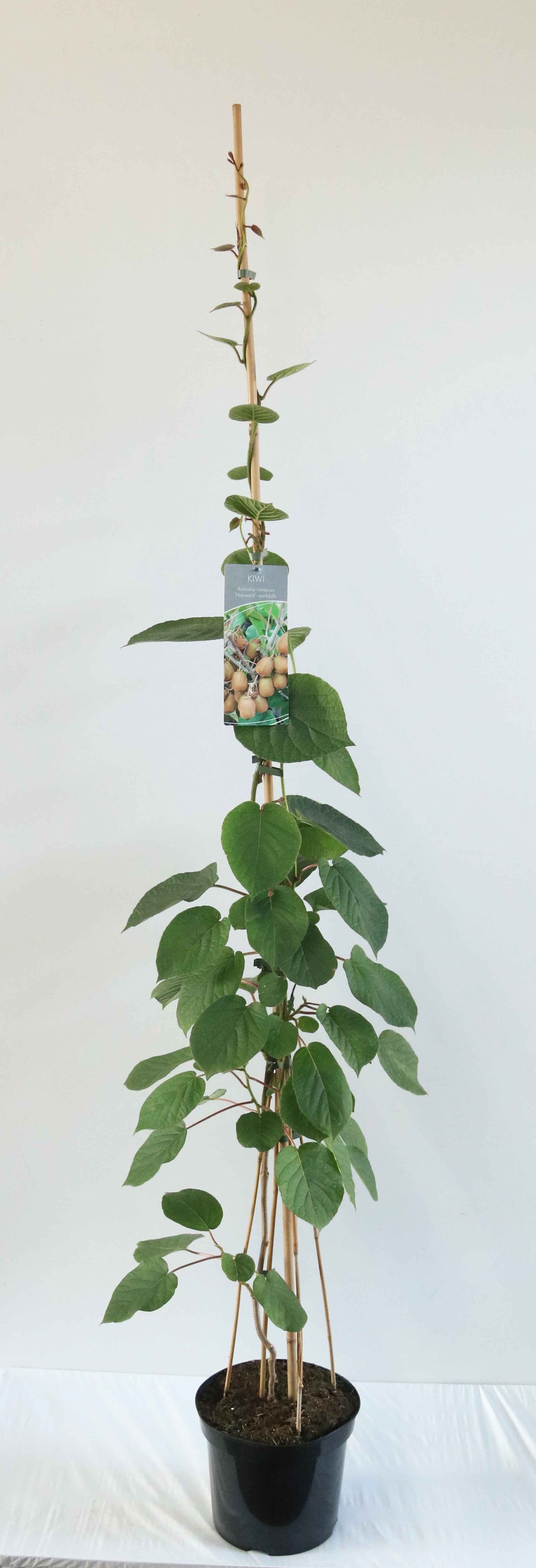 Actinidia delic. &