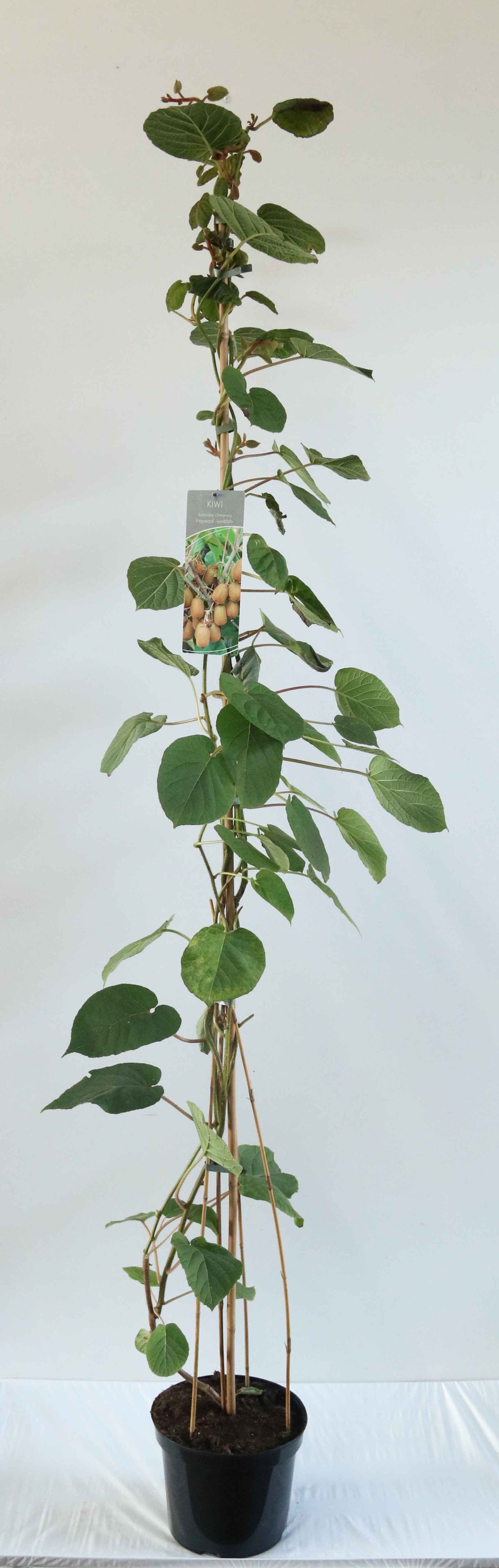 Actinidia delic. &