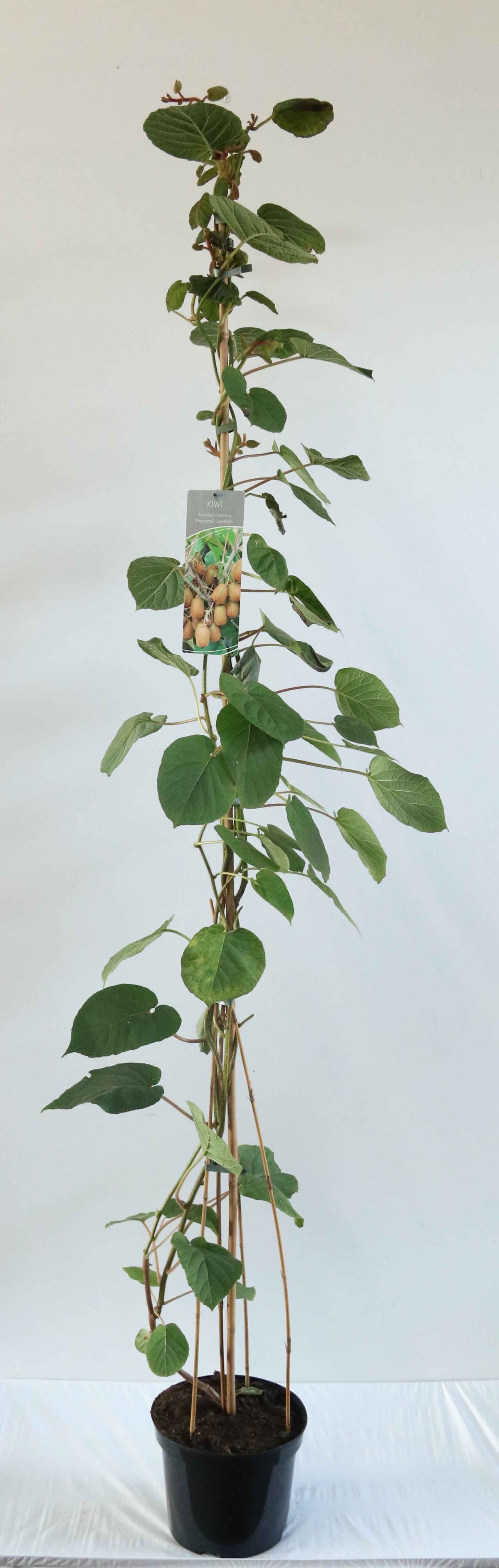 Actinidia delic. &