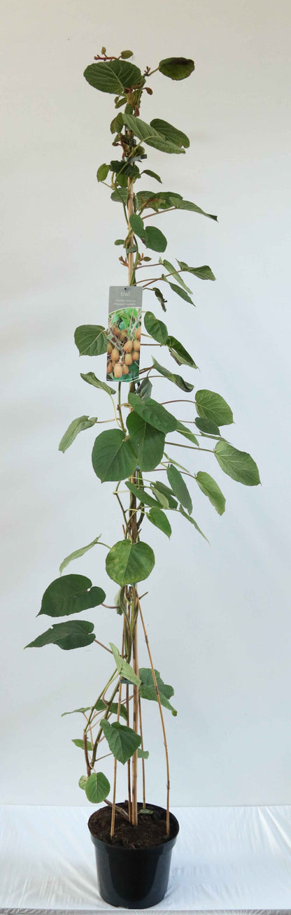 Actinidia delic. &