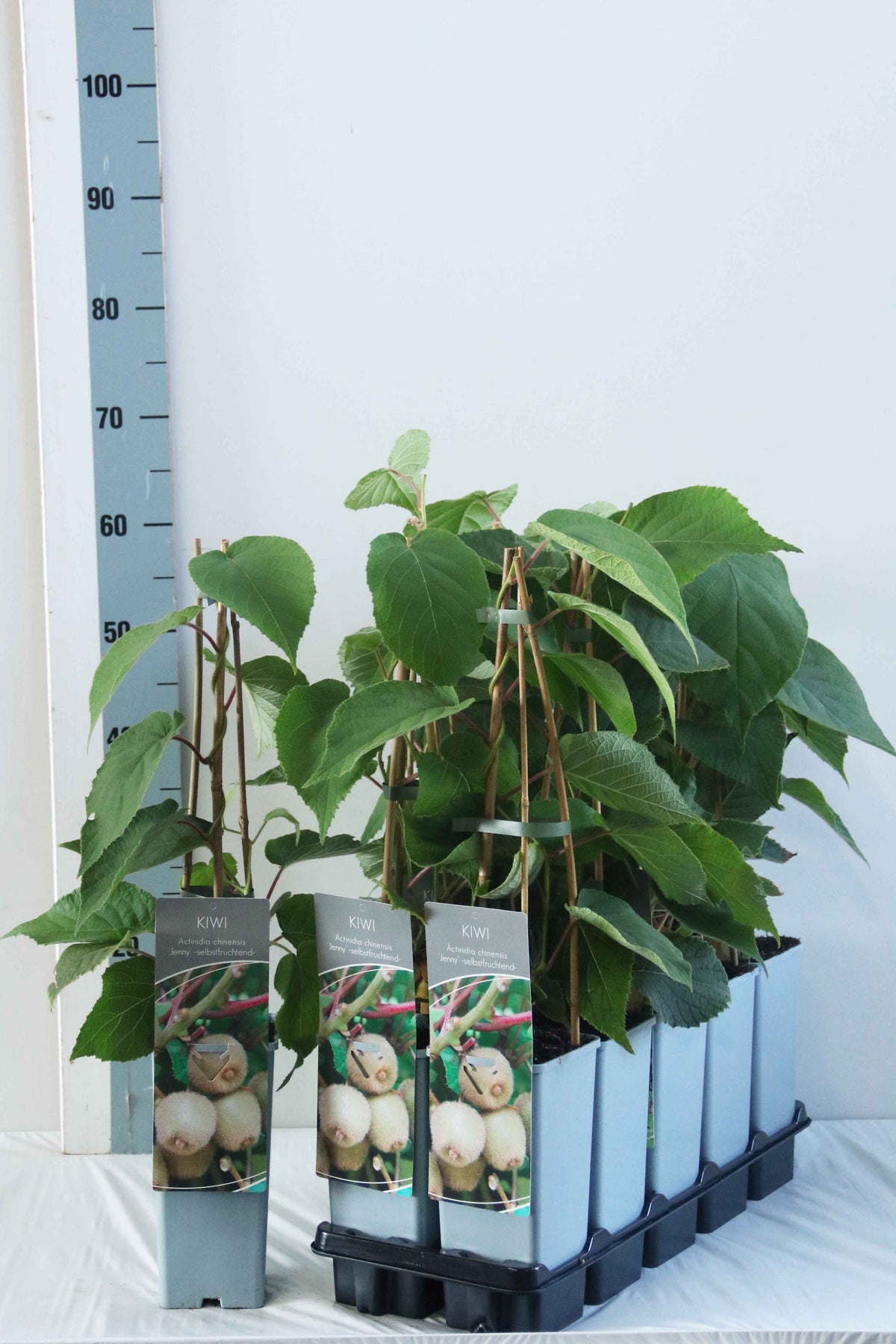 Actinidia delic. &