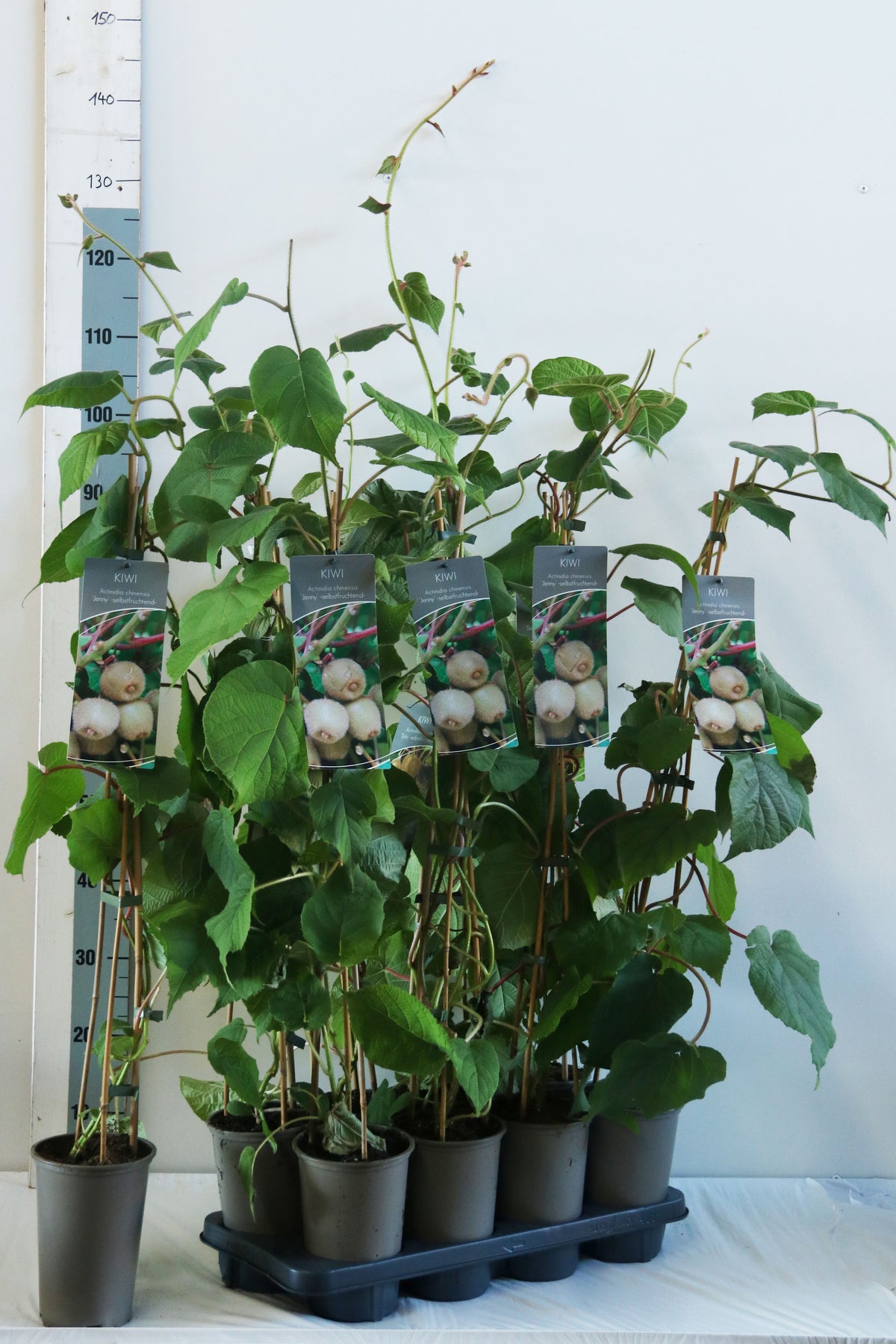 Actinidia delic. &