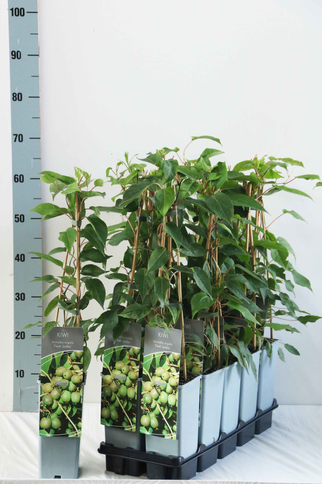 Actinidia delic. &