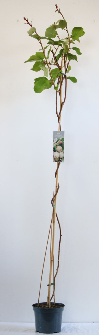 Actinidia delic. &