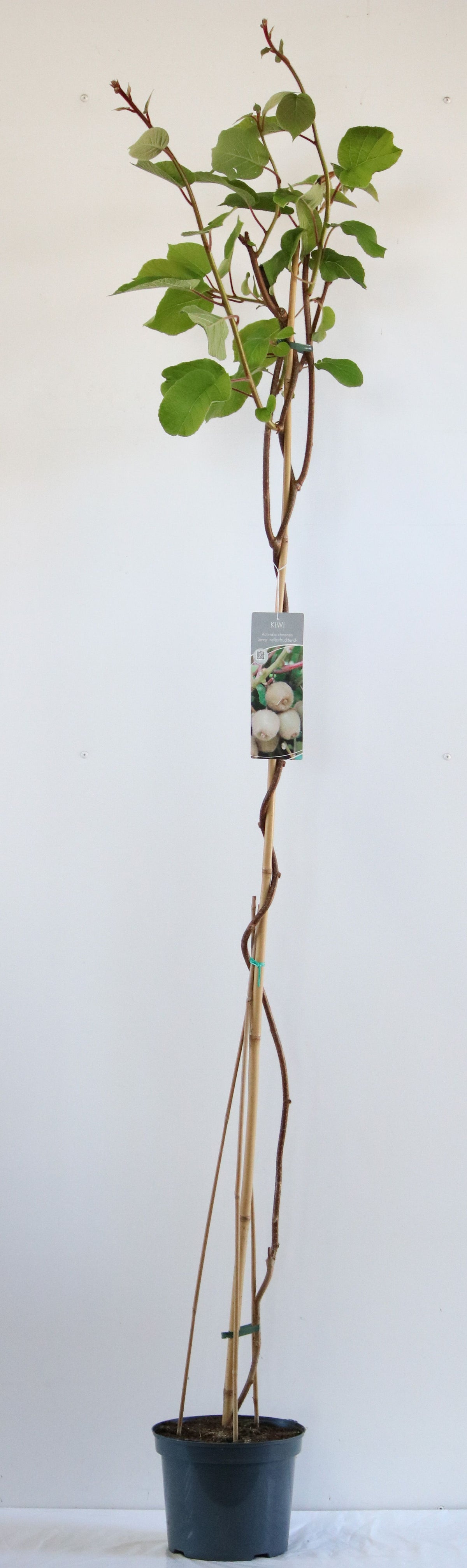 Actinidia delic. &
