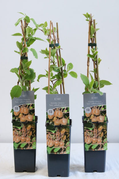 Actinidia delic. &
