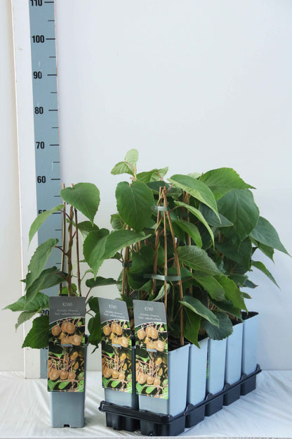 Actinidia delic. &