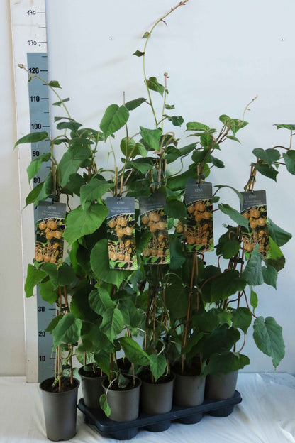 Actinidia deliciosa &