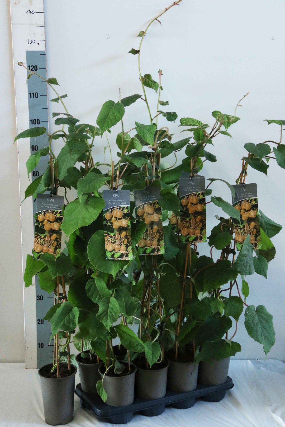 Actinidia deliciosa &