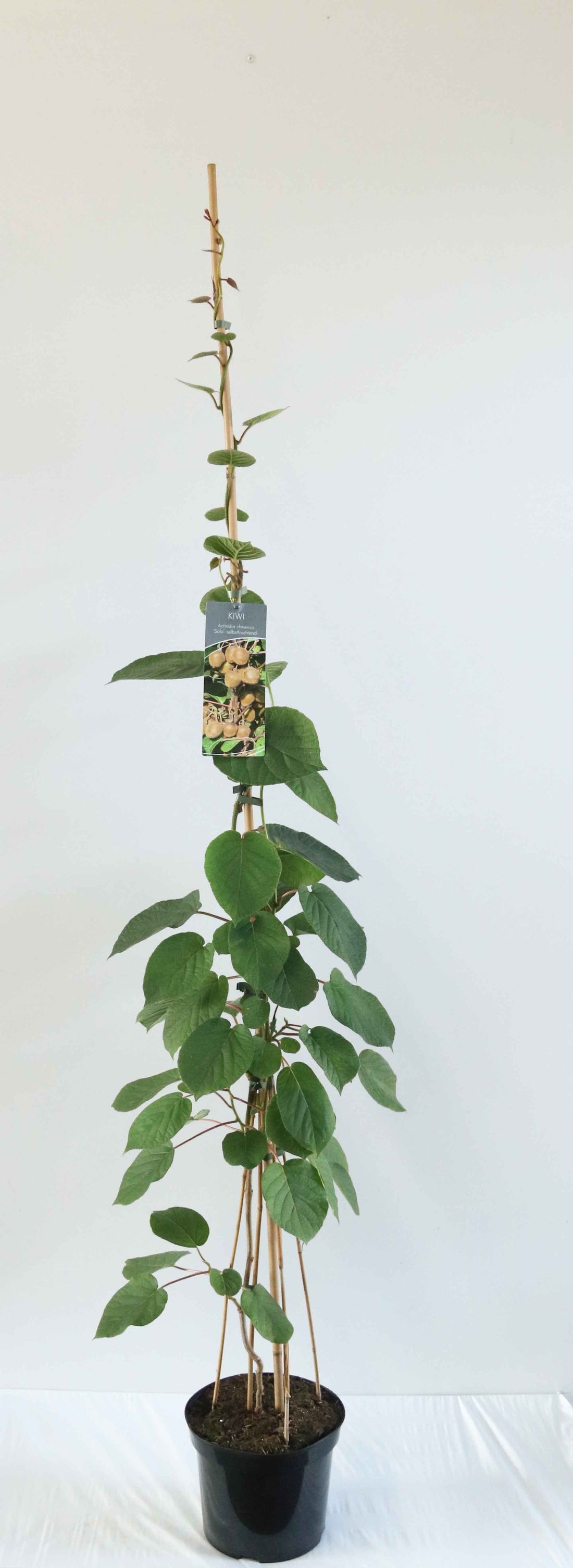 Actinidia delic. &