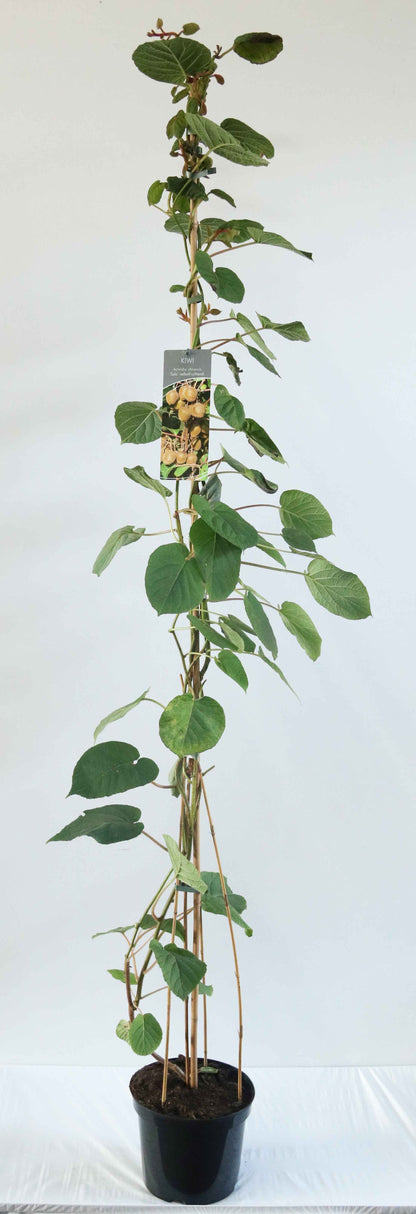 Actinidia delic. &