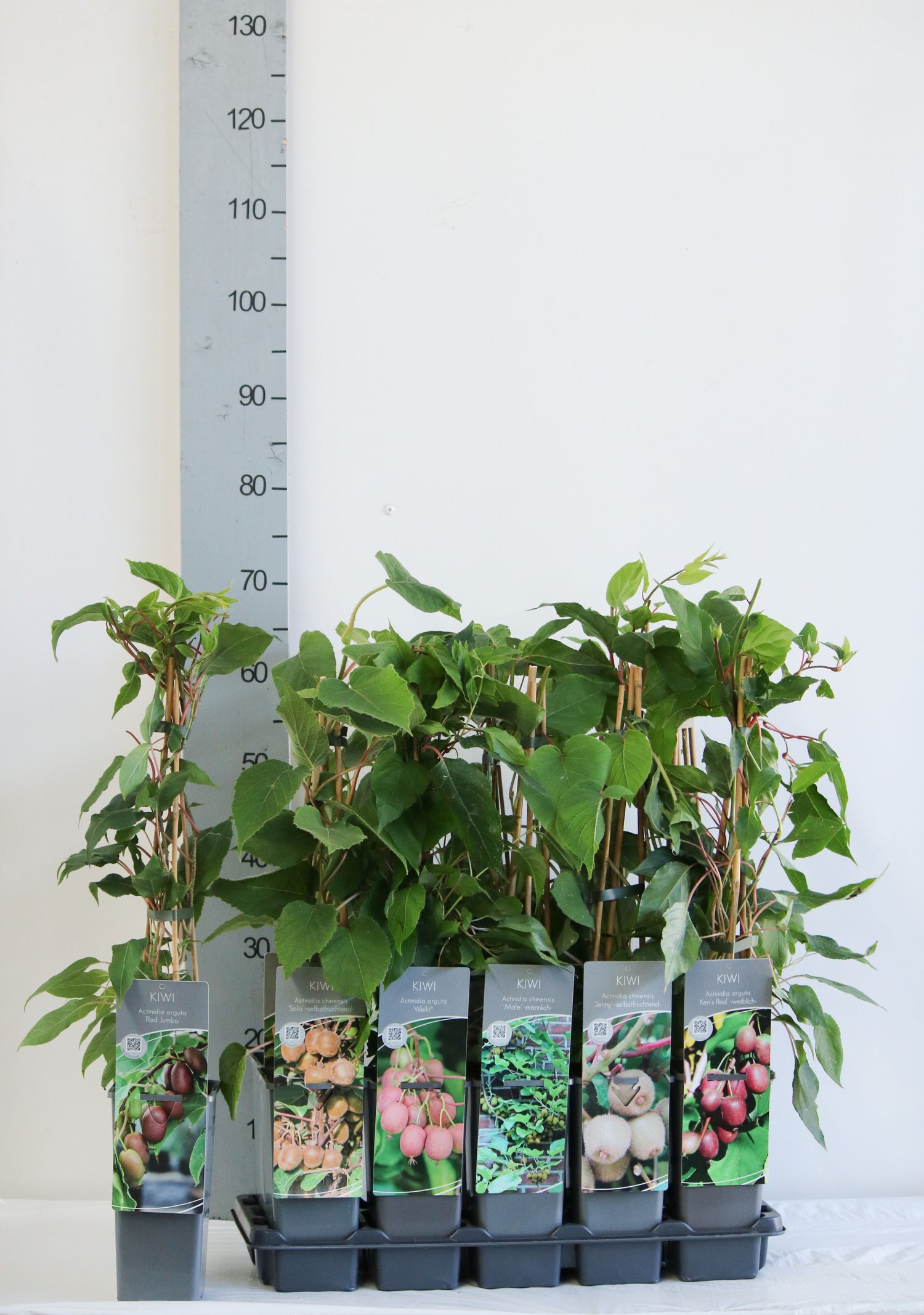 Kiwi in cultivars - C2/P17 40-60 CM 3 STICK