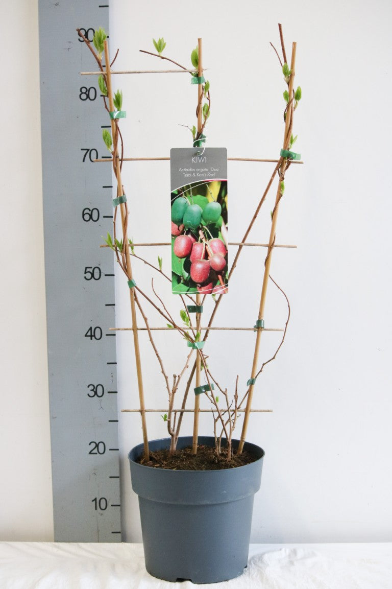 Kiwi kolomikta (duo) - C7,5/P26 ESPALIER