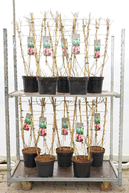 Actinidia kolomikta (duo) C7,5 (7,5 liters kruka) Spaljé