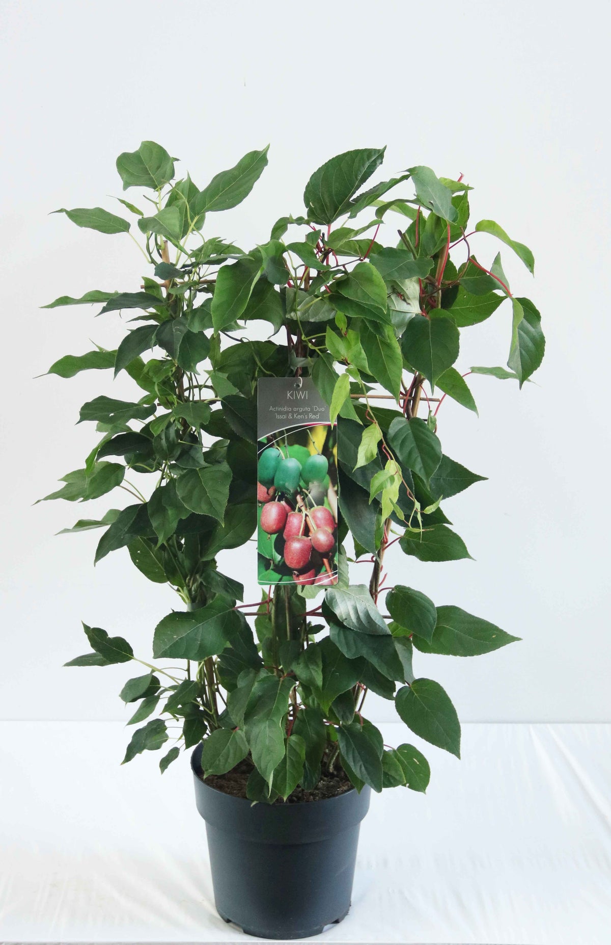Actinidia kolomikta (duo) C7,5 (7,5 liters kruka) Spaljé