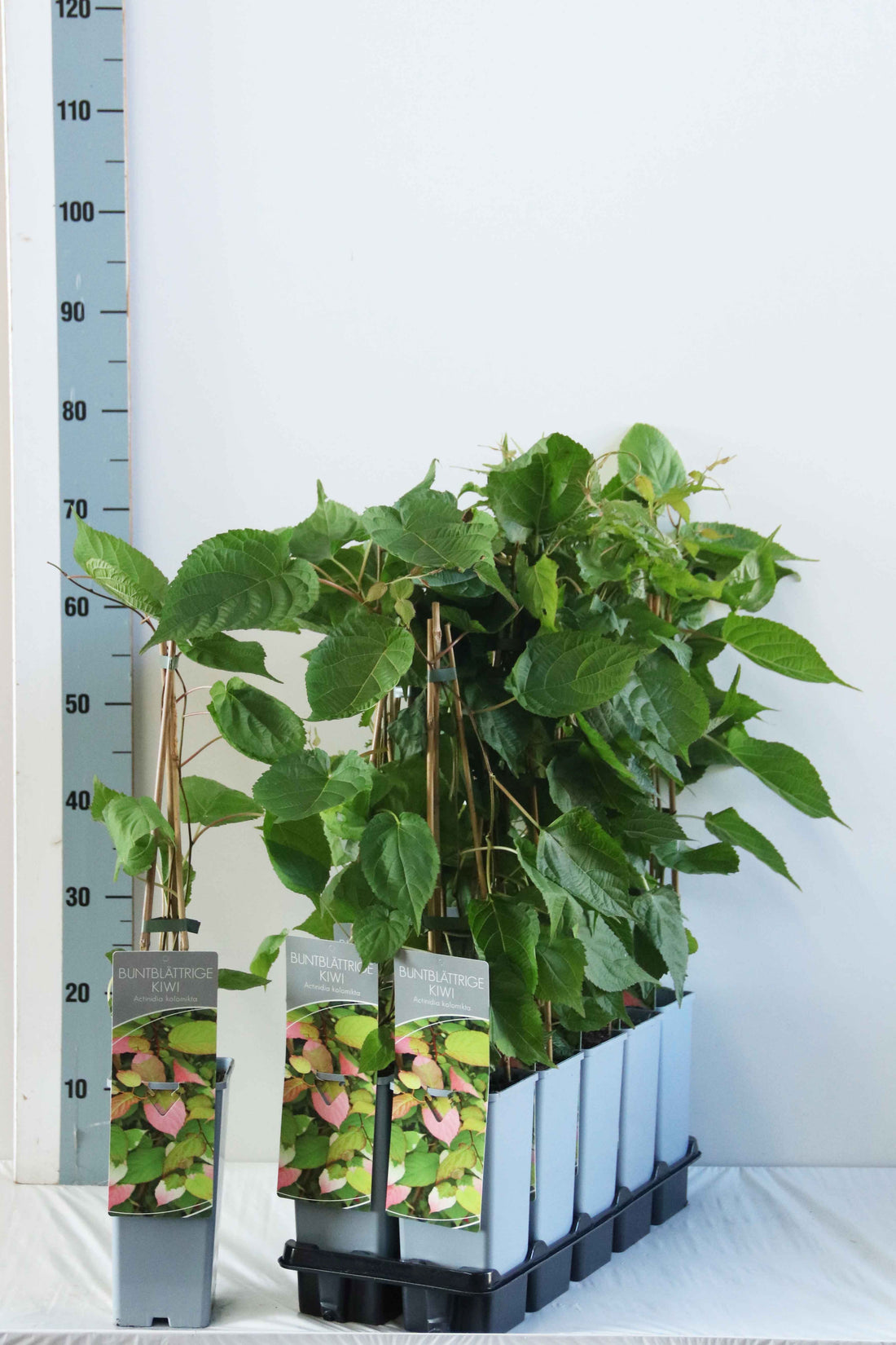 Actinidia kolomikta C2 (2 liters kruka) 40-60 cm 3 käppar