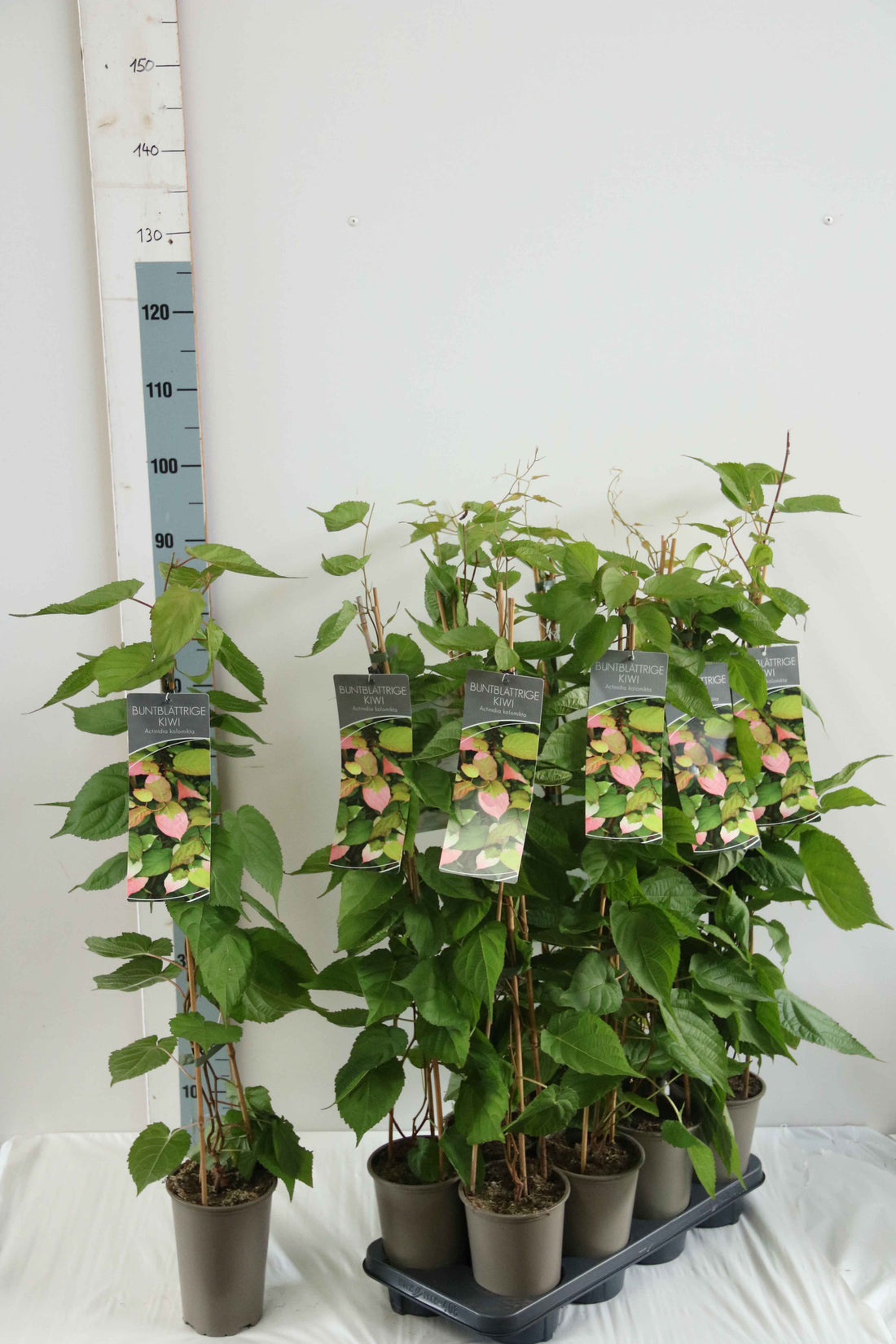 Actinidia kolomikta 17 cm kruka 60-100 cm (3 käppar)