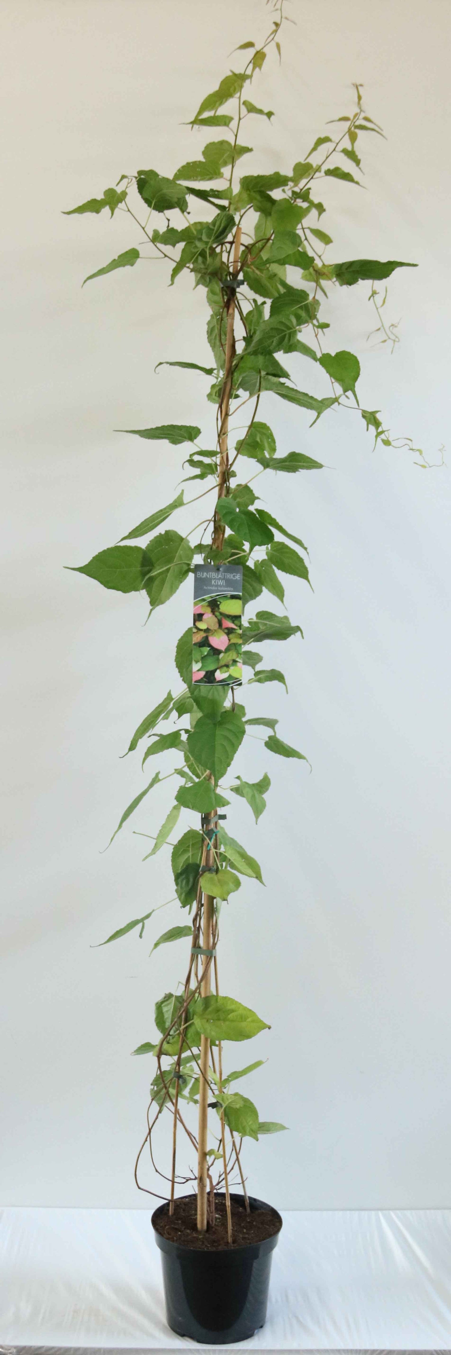 Kiwi kolomikta - C7,5/P26 150-200 CM